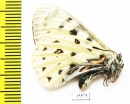 Parnassius tenedius scepticus  Russia, Yakutia reg. - INSECTS-STORE.RU