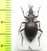 Scaphinotus marginatus  Canada - INSECTS-STORE.RU