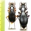 Carabus (Tribax) circassicus circassicus, pair  Russia, Krasnodar reg. - INSECTS-STORE.RU
