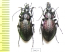 Carabus (Sphodristocarabus) armeniacus sieversi, pair  Georgia - INSECTS-STORE.RU
