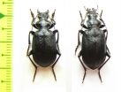 Calosoma imbricatum ssp., pair  Iran, Hormozgan prov. - INSECTS-STORE.RU