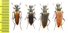 Anastrangalia dubia, pair  Russia, Krasnodar reg. - INSECTS-STORE.RU
