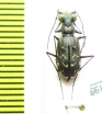 Cicindela trifasciata  USA - INSECTS-STORE.RU