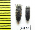 Acmaeodera guichardi, pair  Oman - INSECTS-STORE.RU