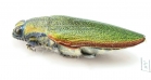 Steraspis ceardi  Morocco - INSECTS-STORE.RU
