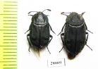 Thanatophilus roborowskyi, pair  China, Qinghai prov. - INSECTS-STORE.RU