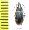 Carabidae sp.  Zambia - INSECTS-STORE.RU