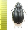 Carabidae sp.  South Africa Rep. - INSECTS-STORE.RU