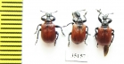 Apoderus coryli  Russia, Tver reg. - INSECTS-STORE.RU