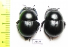 Thorectes intermedius  Italy, Sardinia - INSECTS-STORE.RU