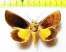 Noctuidae sp.  Bolivia - INSECTS-STORE.RU