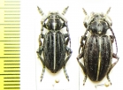 Dorcadion striolatum, pair  Armenia - INSECTS-STORE.RU