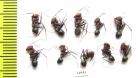 Formicidae sp.  Uzbekistan - INSECTS-STORE.RU