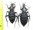 Carabus (Coptolabrus) pustulifer, pair  China - INSECTS-STORE.RU