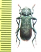 Ropalopus natalyiae  Iran, Mazandaran prov. - INSECTS-STORE.RU