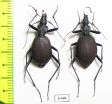 Scaphinotus angusticollis, pair  USA - INSECTS-STORE.RU