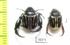 Hopliini sp., pair  South Africa Rep. - INSECTS-STORE.RU