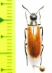 Meloidae sp.  Azerbaijan - INSECTS-STORE.RU