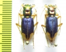 Tetracha spixi, pair  Bolivia - INSECTS-STORE.RU