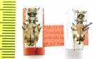 Cicindela sahlbergii lutshniki, pair  Ukraina PARATYPUS - INSECTS-STORE.RU