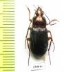 Carabidae sp.  Zambia - INSECTS-STORE.RU