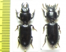 Carabidae sp.  Malawi - INSECTS-STORE.RU
