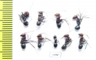 Formicidae sp.  Uzbekistan - INSECTS-STORE.RU