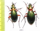 Carabus (Chrysocarabus) auronitens, pair  France - INSECTS-STORE.RU