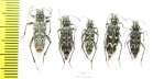 Xylotrechus rusticus  Russia, Tver reg. - INSECTS-STORE.RU