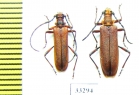 Enoploderes sanguineus, pair  Russia, Krasnodar reg. - INSECTS-STORE.RU