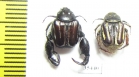 Hopliini sp., pair  South Africa Rep. - INSECTS-STORE.RU