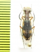 Cicindelinae sp.  Kenya - INSECTS-STORE.RU