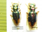 Tetracha thomsoniana, pair  Bolivia - INSECTS-STORE.RU
