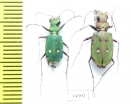 Cicindela campestris olivieria, pair  Albania - INSECTS-STORE.RU