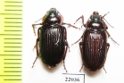 Carabidae sp.  Zambia - INSECTS-STORE.RU