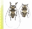 Cerambycidae sp., pair  South Africa Rep. - INSECTS-STORE.RU
