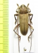 Cerasphorus hirticornis  Ghana - INSECTS-STORE.RU