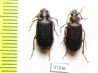 Carabidae sp.  South Africa Rep. - INSECTS-STORE.RU