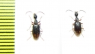 Carabidae sp.  Malawi - INSECTS-STORE.RU