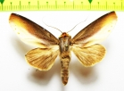 Noctuidae sp.  Bolivia - INSECTS-STORE.RU