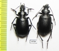Calosoma imbricatum deserticola, pair  Kazakhstan - INSECTS-STORE.RU