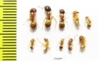 Formicidae sp.  Uzbekistan - INSECTS-STORE.RU