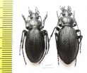 Carabus (Morphocarabus) aeruginosus hermanni, pair  Russia, Sverdlovsk reg. - INSECTS-STORE.RU