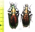 Carabus (Chrysocarabus) rutilans rutilans, pair  France - INSECTS-STORE.RU