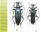 Anoplodera cyanea, pair  Russia, Far East - INSECTS-STORE.RU