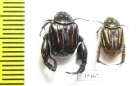 Hopliini sp., pair  South Africa Rep. - INSECTS-STORE.RU
