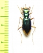 Neotetracha distinguenda  Argentina - INSECTS-STORE.RU