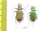 Cicindela campestris olivieria  Albania - INSECTS-STORE.RU