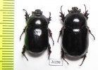 Dynastinae sp., pair  Zambia - INSECTS-STORE.RU