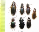 Carabidae sp.  Kazakhstan - INSECTS-STORE.RU